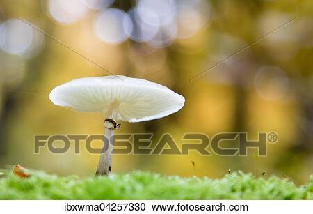 Buchenschleimrubling (Oudemansiella mucida) im Moos, Hessen, Deutschland, Europa View Large Photo Image Stock Image - Buchenschleimrubling (Oudemansiella mucida) im Moos, Hessen, Deutschland, Europa. Fotosearch