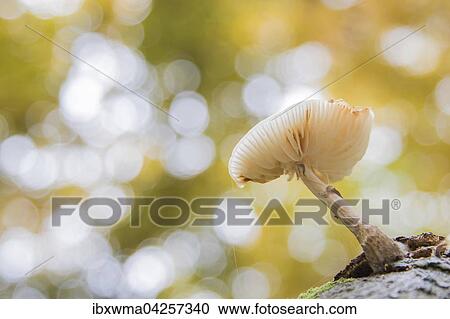 Buchenschleimrubling (Oudemansiella mucida), Hessen, Deutschland, Europa View Large Photo Image Stock Image - Buchenschleimrubling (Oudemansiella mucida), Hessen, Deutschland, Europa. Fotosearch