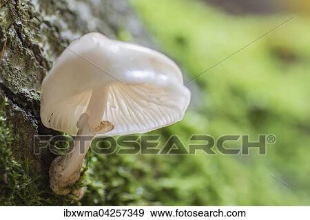 Stock Photo - Buchenschleimrubling (Oudemansiella mucida), Hessen, Deutschland, Europa. Fotosearch