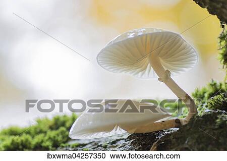 Buchenschleimrublinge (Oudemansiella mucida), Hessen, Deutschland, Europa View Large Photo Image Stock Image - Buchenschleimrublinge (Oudemansiella mucida), Hessen, Deutschland, Europa. Fotosearch