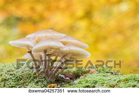 Buchenschleimrublinge (Oudemansiella mucida) auf Moos, Hessen, Deutschland, Europa View Large Photo Image Stock Image - Buchenschleimrublinge (Oudemansiella mucida) auf Moos, Hessen, Deutschland, Europa. Fotosearch