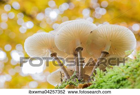 Buchenschleimrublinge (Oudemansiella mucida) auf Moos, Hessen, Deutschland, Europa View Large Photo Image Stock Image - Buchenschleimrublinge (Oudemansiella mucida) auf Moos, Hessen, Deutschland, Europa. Fotosearch