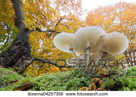 Buchenschleimrublinge (Oudemansiella mucida) im Laubwald, Hessen, Deutschland, Europa View Large Photo Image Stock Photograph - Buchenschleimrublinge (Oudemansiella mucida) im Laubwald, Hessen, Deutschland, Europa. Fotosearch