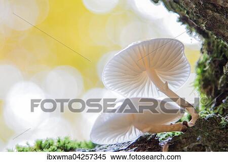 Buchenschleimrublinge (Oudemansiella mucida), Hessen, Deutschland, Europa View Large Photo Image Stock Photography - Buchenschleimrublinge (Oudemansiella mucida), Hessen, Deutschland, Europa. Fotosearch