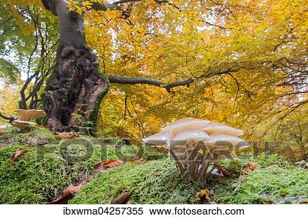 Buchenschleimrublinge (Oudemansiella mucida) im Laubwald, Hessen, Deutschland, Europa View Large Photo Image Stock Photography - Buchenschleimrublinge (Oudemansiella mucida) im Laubwald, Hessen, Deutschland, Europa. Fotosearch