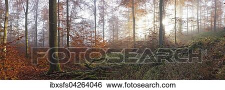 Buchenwald im Herbst, Morgenstimmung, Solms, Lahn-Dill Kreis, Hessen, Deutschland, Europa View Large Photo Image Stock Photograph - Buchenwald im Herbst, Morgenstimmung, Solms, Lahn-Dill Kreis, Hessen, Deutschland, Europa. Fotosearch