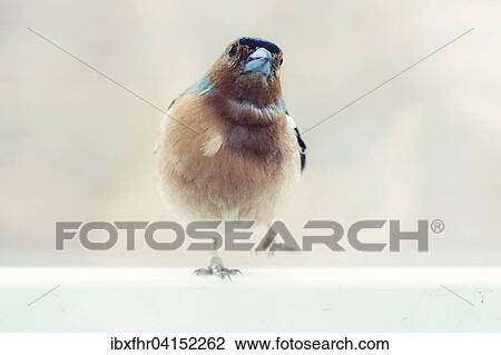 Buchfink (Fringilla coelebs) hebt ein Bein, Nordrhein-Westfalen, Deutschland, Europa View Large Photo Image Stock Image - Buchfink (Fringilla coelebs) hebt ein Bein, Nordrhein-Westfalen, Deutschland, Europa. Fotosearch