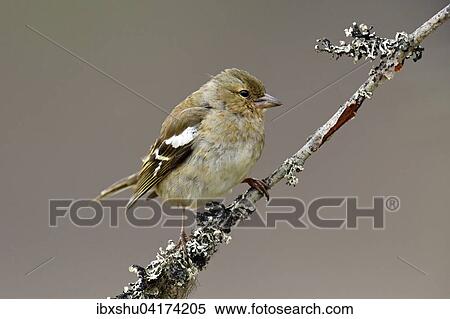 Buchfink (Fringilla coelebs), Weibchen auf Ast sitzend, Provinz Hedmark, Norwegen, Europa View Large Photo Image Stock Photography - Buchfink (Fringilla coelebs), Weibchen auf Ast sitzend, Provinz Hedmark, Norwegen, Europa. Fotosearch