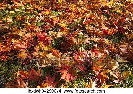 Bunt gefarbte Ahornblatter liegen im Gras, japanischer Ahorn (Acer japonicum), Rombergpark, Dortmund, Nordrhein-Westfalen, Deutschland, Europa View Large Photo Image Picture - Bunt gefarbte Ahornblatter liegen im Gras, japanischer Ahorn (Acer japonicum), Rombergpark, Dortmund, Nordrhein-Westfalen, Deutschland, Europa. Fotosearch
