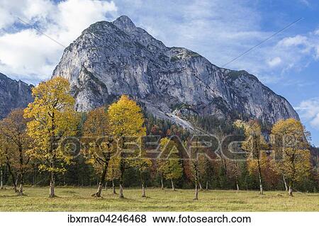 Bunt gefarbte Baume im Herbst vor Berg Gamsjoch, Grosser Ahornboden, Eng-Alm, Hinterriss, Karwendelgebirge, Tirol, Osterreich, Europa View Large Photo Image Stock Photo - Bunt gefarbte Baume im Herbst vor Berg Gamsjoch, Grosser Ahornboden, Eng-Alm, Hinterriss, Karwendelgebirge, Tirol, Osterreich, Europa. Fotosearch