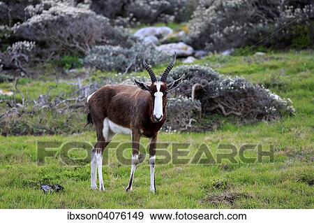 Stock Photo - Buntbock (Damaliscus dorcas dorcas, Syn. Damaliscus pygargus dorcas), adult, Nationalpark Tafelberg, Westkap, Sudafrika. Fotosearch