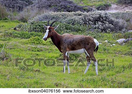 Buntbock (Damaliscus dorcas dorcas, Syn. Damaliscus pygargus dorcas), adult, Nationalpark Tafelberg, Westkap, Sudafrika View Large Photo Image Stock Photograph - Buntbock (Damaliscus dorcas dorcas, Syn. Damaliscus pygargus dorcas), adult, Nationalpark Tafelberg, Westkap, Sudafrika. Fotosearch