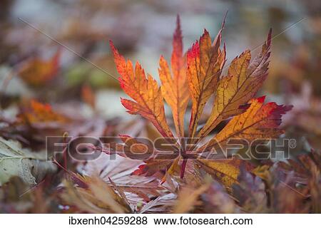 Bunte Laubblatter, Eisenhutblattriger Ahorn (Acer japonicum), Emsland, Niedersachsen, Deutschland, Europa View Large Photo Image Stock Photo - Bunte Laubblatter, Eisenhutblattriger Ahorn (Acer japonicum), Emsland, Niedersachsen, Deutschland, Europa. Fotosearch