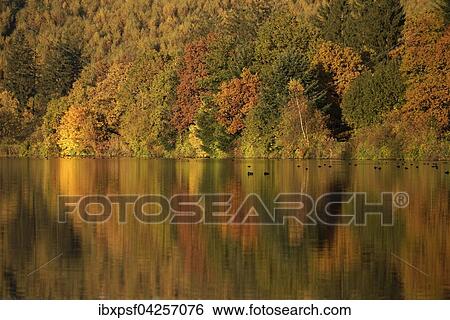 Bunter Laubwald im Herbst, am Sorpesee bei Langscheid, Sauerland, Nordrhein-Westfalen, Deutschland, Europa View Large Photo Image Stock Photograph - Bunter Laubwald im Herbst, am Sorpesee bei Langscheid, Sauerland, Nordrhein-Westfalen, Deutschland, Europa. Fotosearch