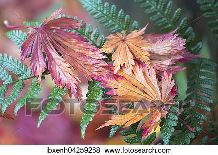 Buntes Laub, Eisenhutblattriger Ahorn (Acer japonicum) auf Farn, Emsland, Niedersachsen, Deutschland, Europa View Large Photo Image Stock Photo - Buntes Laub, Eisenhutblattriger Ahorn (Acer japonicum) auf Farn, Emsland, Niedersachsen, Deutschland, Europa. Fotosearch