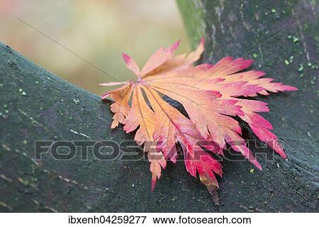 Buntes Laubblatt, Eisenhutblattriger Ahorn (Acer japonicum), Emsland, Niedersachsen, Deutschland, Europa View Large Photo Image Stock Photo - Buntes Laubblatt, Eisenhutblattriger Ahorn (Acer japonicum), Emsland, Niedersachsen, Deutschland, Europa. Fotosearch