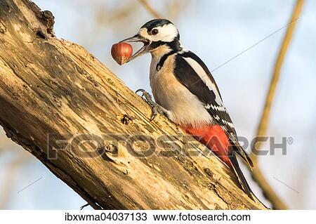 Buntspecht (Dendrocopos major) mit Haselnuss, Hessen, Deutschland, Europa View Large Photo Image Stock Image - Buntspecht (Dendrocopos major) mit Haselnuss, Hessen, Deutschland, Europa. Fotosearch