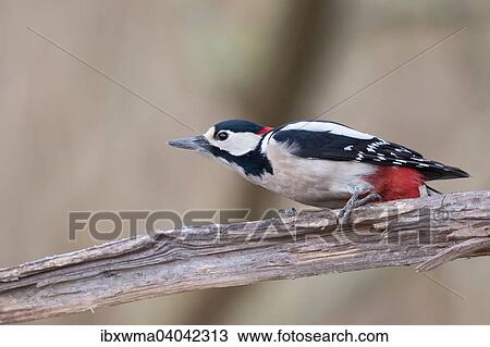 Buntspecht (Dendrocopos major), Mannchen, auf Totholz, Hessen, Deutschland, Europa View Large Photo Image Stock Image - Buntspecht (Dendrocopos major), Mannchen, auf Totholz, Hessen, Deutschland, Europa. Fotosearch