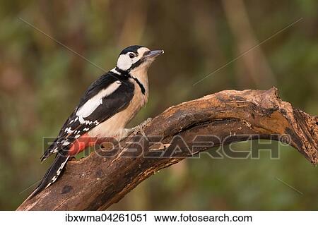Buntspecht (Dendrocopos major), Weibchen, auf Totholz, Hessen, Deutschland, Europa View Large Photo Image Stock Image - Buntspecht (Dendrocopos major), Weibchen, auf Totholz, Hessen, Deutschland, Europa. Fotosearch