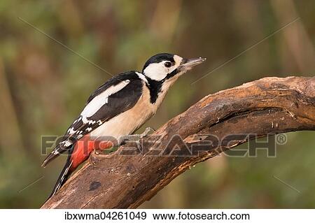 Buntspecht (Dendrocopos major), Weibchen, auf Totholz, Hessen, Deutschland, Europa View Large Photo Image Stock Photo - Buntspecht (Dendrocopos major), Weibchen, auf Totholz, Hessen, Deutschland, Europa. Fotosearch