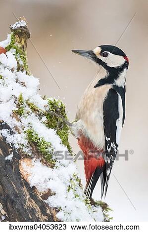 Buntspecht (Dendrocopus major) an beschneitem Totholz, Hessen, Deutschland, Europa View Large Photo Image Stock Image - Buntspecht (Dendrocopus major) an beschneitem Totholz, Hessen, Deutschland, Europa. Fotosearch