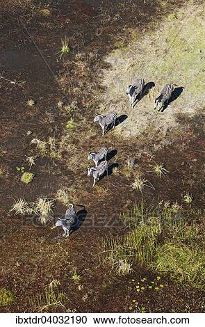 Burchell-Zebras (Equus quagga burchelli), in einem Susswassersumpf, Luftaufnahme, Okavango Delta, Botswana, Afrika View Large Photo Image Stock Image - Burchell-Zebras (Equus quagga burchelli), in einem Susswassersumpf, Luftaufnahme, Okavango Delta, Botswana, Afrika. Fotosearch