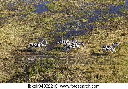 Stock Image - Burchell-Zebras (Equus quagga burchelli), in einem Susswassersumpfgebiet, Luftaufnahme, Okavango Delta, Botswana lauft. Fotosearch