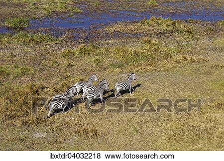 Burchell-Zebras (Equus quagga burchelli), am Rande eines Frischwassersumpf, Luftaufnahme, Okavango Delta, Botswana, Afrika View Large Photo Image Stock Photo - Burchell-Zebras (Equus quagga burchelli), am Rande eines Frischwassersumpf, Luftaufnahme, Okavango Delta, Botswana, Afrika. Fotosearch