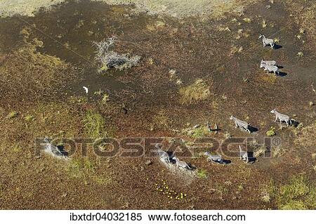 Stock Photography - Burchell-Zebras (Equus quagga burchelli), in einem Susswassersumpf, Luftaufnahme, Okavango Delta, Botswana, Afrika. Fotosearch