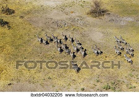 Stock Photography - Burchell-Zebras (Equus quagga burchelli), Luftaufnahme, Okavango Delta, Botswana, Afrika. Fotosearch