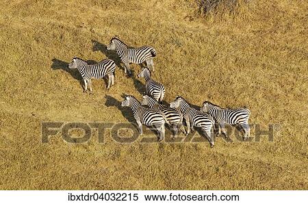 Stock Photography - Burchell-Zebras (Equus quagga burchelli), Luftbild, Okavango Delta, Botswana, Afrika. Fotosearch