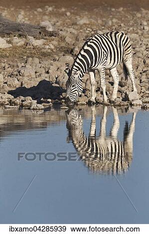 Burchellis Zebra (Equus Quagga burchellii) trinkt an Wasserloch, Etosha-Nationalpark, Namibia, Afrika View Large Photo Image Stock Photo - Burchellis Zebra (Equus Quagga burchellii) trinkt an Wasserloch, Etosha-Nationalpark, Namibia, Afrika. Fotosearch