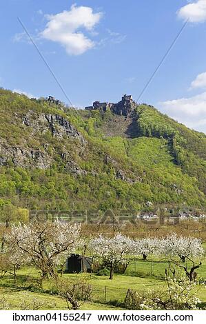 Stock Photo - Burgruine Aggstein, bluhende Obstbaume in Willendorf, Wachau, Niederosterreich, Osterreich, Europa. Fotosearch