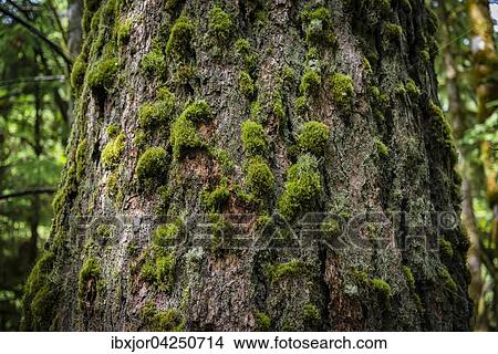 Cathedral Grove, Pacific Rim Nationalpark, Vancouver Island, British Columbia, Kanada, Nordamerika View Large Photo Image Picture - Cathedral Grove, Pacific Rim Nationalpark, Vancouver Island, British Columbia, Kanada, Nordamerika. Fotosearch