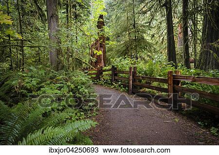 Cathedral Grove, Pacific Rim Nationalpark, Vancouver Island, British Columbia, Kanada, Nordamerika View Large Photo Image Stock Image - Cathedral Grove, Pacific Rim Nationalpark, Vancouver Island, British Columbia, Kanada, Nordamerika. Fotosearch