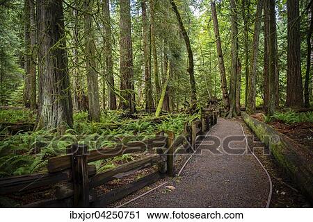 Cathedral Grove, Pacific Rim Nationalpark, Vancouver Island, British Columbia, Kanada, Nordamerika View Large Photo Image Stock Image - Cathedral Grove, Pacific Rim Nationalpark, Vancouver Island, British Columbia, Kanada, Nordamerika. Fotosearch