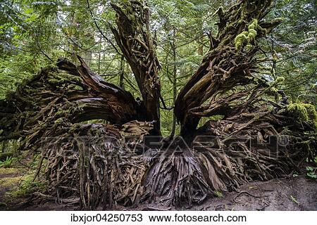 Cathedral Grove, Pacific Rim Nationalpark, Vancouver Island, British Columbia, Kanada, Nordamerika View Large Photo Image Stock Image - Cathedral Grove, Pacific Rim Nationalpark, Vancouver Island, British Columbia, Kanada, Nordamerika. Fotosearch