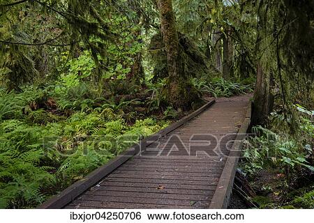 Stock Photograph - Cathedral Grove, Pacific Rim Nationalpark, Vancouver Island, British Columbia, Kanada, Nordamerika. Fotosearch
