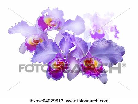Cattleya (Cattleya atrianae) View Large Photo Image Stock Photo - Cattleya (Cattleya atrianae). Fotosearch