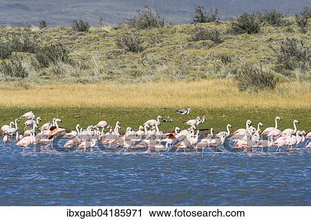 Chileflamingos (Phoenicopterus chilensis), Nationalpark Torres del Paine, Patagonien, Chile, Sudamerika View Large Photo Image Stock Image - Chileflamingos (Phoenicopterus chilensis), Nationalpark Torres del Paine, Patagonien, Chile, Sudamerika. Fotosearch