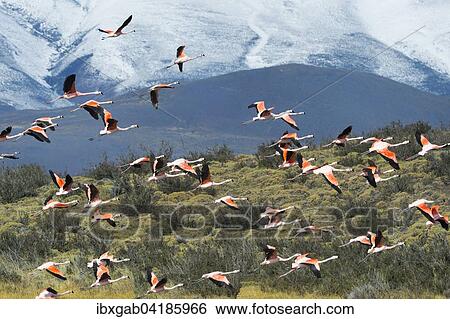 Stock Photograph - Chileflamingos (Phoenicopterus chilensis) beim Abflug, Nationalpark Torres del Paine, Patagonien, Chile, Sudamerika. Fotosearch