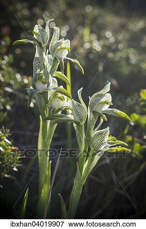 Chloraea magellanica Orchidee, Torres del Paine, Region de Magallanes y de la Antartica Chilena, Chile, Sudamerika View Large Photo Image Stock Photo - Chloraea magellanica Orchidee, Torres del Paine, Region de Magallanes y de la Antartica Chilena, Chile, Sudamerika. Fotosearch