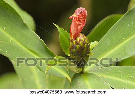 Stock Image - Costus laevis, Blutenstand, Nationalpark Piedras Blancas, Golfo Dulce, Provinz Puntarenas, Costa Rica, Nordamerika. Fotosearch