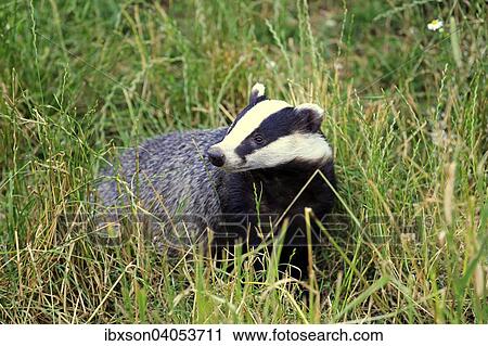 Stock Image - Dachs (Meles meles), adult, Surrey, England, Grossbritannien, Europa. Fotosearch