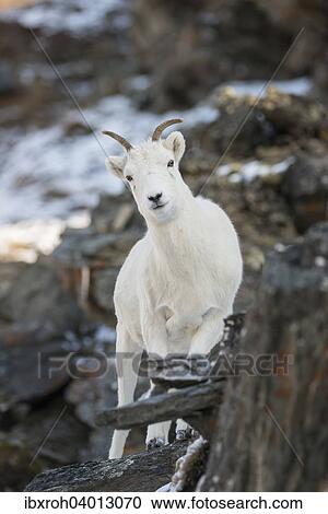 Stock Image - Dallschaf (Ovis dalli), Denali-Nationalpark, Alaska, USA, Nordamerika. Fotosearch