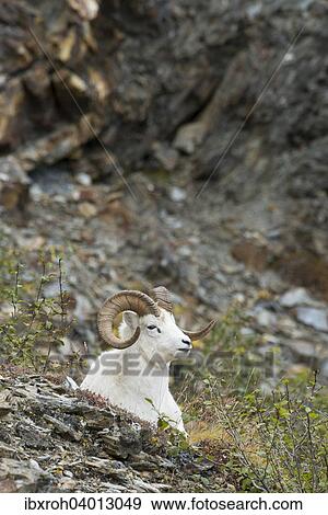 Stock Photo - Dallschaf (Ovis dalli), Denali-Nationalpark, Alaska, USA, Nordamerika. Fotosearch