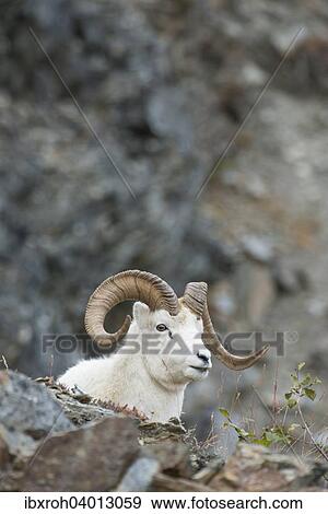 Stock Photo - Dallschaf (Ovis dalli), Denali-Nationalpark, Alaska, USA, Nordamerika. Fotosearch