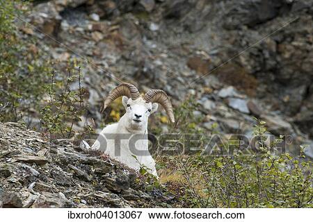 Stock Photo - Dallschaf (Ovis dalli), Denali-Nationalpark, Alaska, USA, Nordamerika. Fotosearch