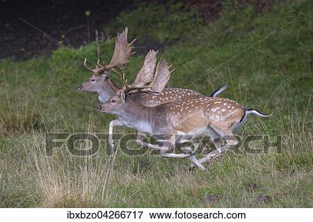 Stock Photo - Damhirsch (Dama dama), fluchtende Hirsche, Seeland, Danemark, Europa. Fotosearch