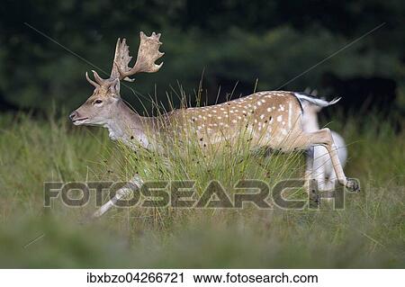 Damhirsch (Dama dama), fluchtender Hirsch, Seeland, Danemark, Europa View Large Photo Image Stock Image - Damhirsch (Dama dama), fluchtender Hirsch, Seeland, Danemark, Europa. Fotosearch